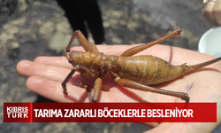 Görenler şoke oldu, telefona sarıldı! Büyüklüğü 20 cm: Eline alıp arabasında götürdü