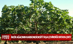 İncir ağacının karbondioksiti taşa çevirdiği ortaya çıktı