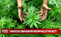 Türkiye'de tıbbi kenevir üretimi Meclis’ten geçti