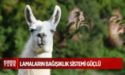 Şizofreni tedavisinin anahtarı lamalarda! Nanokorlar beyni kendine getirecek
