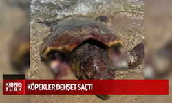 DAÜ'den uyarı: Başıboş köpekler deniz kaplumbağalarını tehdit etmekle kalmış olmuyor dehşet saçıyor