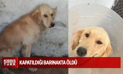 Denize girdiği için şikayet edilen 'Ares' isimli köpek, kapatıldığı barınakta hastalık kaptı öldü