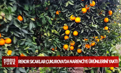 Rekor sıcaklar Çukurova'da narenciye ürünlerini yaktı: 1929'dan bu yana en yüksek seviye!