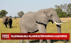 Filler insanlarla yıllardır iletişim kurmaya çalışıyormuş