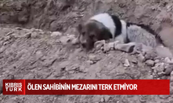 Mezar başında nöbet: Vefalı köpek