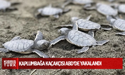 Kaplumbağa kaçakçısı ABD’de yakalandı, 5 yıla kadar hapsi isteniyor