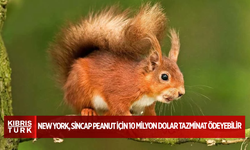 New York, sincap Peanut için 10 milyon dolar tazminat ödeyebilir
