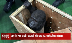 Kaçak Yollarla Tayland’a Götürülmek İstenmişti: Zeytin İsmi Verilen Goril Nijerya’ya Geri Gönderilecek