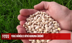İthal ürünler temiz, yerli börülcede bitki koruma ürünü