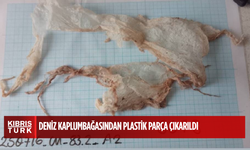 Yeşil deniz kaplumbağasından çıkarılan “ikinci” en büyük plastik parçası!