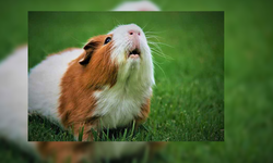 Yalova Belediyesi’nde Sevimli Bir Ginepig Yeni Sahibini Bekliyor