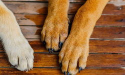 Girne’de “Beni Görüyor Musun?” sergisi: Sokak köpeklerinin hikâyeleri objektife yansıyor