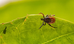 Et alerjisinden’ ilk kez insan öldü: Alerjinin sebebi kene ısırığı