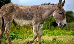 Yolda Tehlike: Yabani Eşekler Trafiği Tehdit Ediyor