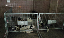 Gazimağusa’da kaçak hayvan geçişine suçüstü: 9 süt danasına el konuldu