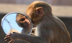 Antik Roma askerlerinin "evcil maymunlarıyla" ilginç ilişkisi ortaya çıktı