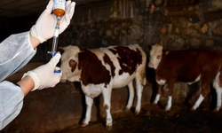 Şap hastalığıyla mücadelede 69 işletmede 7 bin 700 aşılama yapıldı