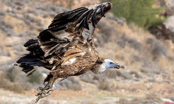 Kızıl Akbaba Trajedisi: Tedavi Edildi, Salındı, Bir Gün Sonra Akıma Kapılıp Öldü
