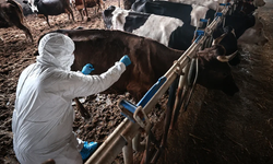 Tarım Bakanlığı: Şap hastalığı salgını teyit edildi, acil eylem planı yürürlükte