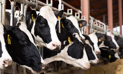 Değirmenlik Akıncılar Belediyesi: Şap hastalığına karşı 4 noktaya dezenfeksiyon halısı serildi