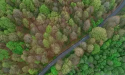 Bağımsızlık Yolu: Ormanda Kamp Ücreti Doğanın Metalaştırılmasıdır