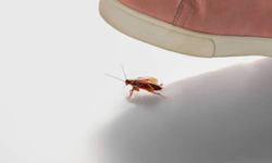 Dünyada Bir İlk: Bir Böcek Türüne Yasal Statü Tanındı