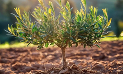 Evkaf’tan doğaya nefes olacak adım: Zeytin fidanı dikim töreni düzenleniyor