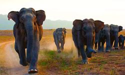 “Fotoğraf”la Başlayan Felaket Zinciri: Filler Köylülere Saldırdı, 4 Kişi Hayatını Kaybetti