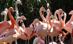 Kıbrıs’ta flamingo sayısı son 12 yılda yüzde 14-31 azaldı