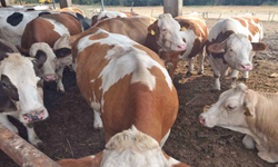 Gıda Mühendisleri Odası: “Güvenli gıda sağlıklı hayvanla başlar”