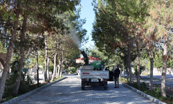 İskele Belediyesi’nin çam kese böceğiyle mücadelesi başladı