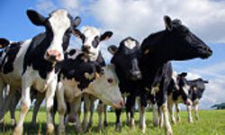 Kuzey’deki Şap Hastalığı Güney’i Harekete Geçirdi