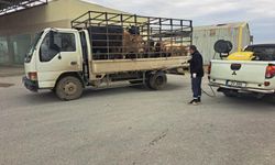 LTB, Boğaziçi Köyü’nde Tespit Edilen Şap Hastalığına Karşı Önlemleri Hızla Hayata Geçirdi