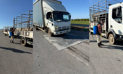 Lefke Belediyesi’nden şap hastalığına karşı sıkı önlemler