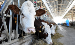 İskele’de şap hastalığı alarmı: 70-80 büyükbaş hayvanda semptom