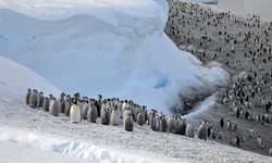Kritik tehlike: Güney Afrika’da Afrika penguenlerinin hayatta kalma savaşı