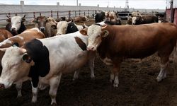 Tarım ve Doğal Kaynaklar Bakanlığı Şap Aşılamasını Başlattı