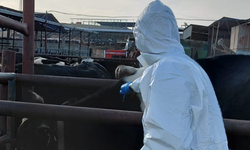 Şap hastalığına karşı aşılama çalışmaları sürüyor… 54 bin 163 hayvan aşılandı