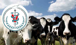 Şap Hastalığı Tespit Edildi, İnsan Sağlığı İçin Risk Bulunmuyor