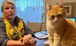 Kediye Ceza: Evden Çıkması Yasak