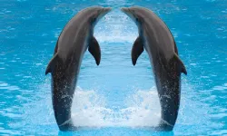 Yunuslarda Dostluğun Gücü: Biyolojik Yaşlanmayı Geciktiriyor