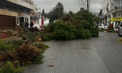 Aşırı yağışlar hayatı felç etti: Ağaçlar devrildi, yollar göle döndü, bahçeleri su bastı