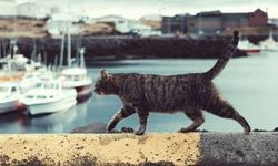 İspanya’da kaybolan kedi, 250 km yürüyerek Fransa’daki evine döndü