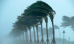 Baf’ta şiddetli rüzgar ağaçları ve elektrik direklerini devirdi