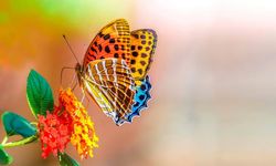 AÖA’dan özel gereksinimli bireylere farkındalık yaratmayı amaçlayan tiyatro: Renkli Kelebek