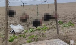 Turizm beldesinde korkunç olay: 5 kesik kafa bulundu