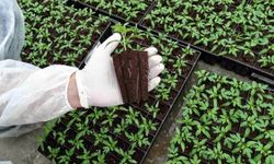 2025 yılı fide destek ödemeleri yapıldı: 171 üreticiye toplam 15 milyon 630 bin TL ödendi