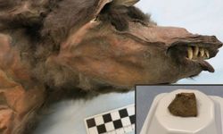 14 bin 400 yıllık kurdun midesinden çıkan şey bilim dünyasını şaşırttı