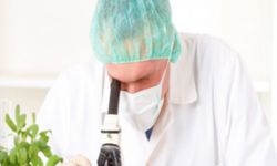 Yerli domates, kabak ve çarli biberde tavsiye dışı bitki koruma ürünü tespit edildi