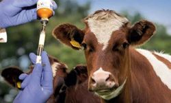 Tarım Bakanlığı: “Şap hastalığıyla mücadelede aşılama, karantina ve denetimler sürdürülüyor”